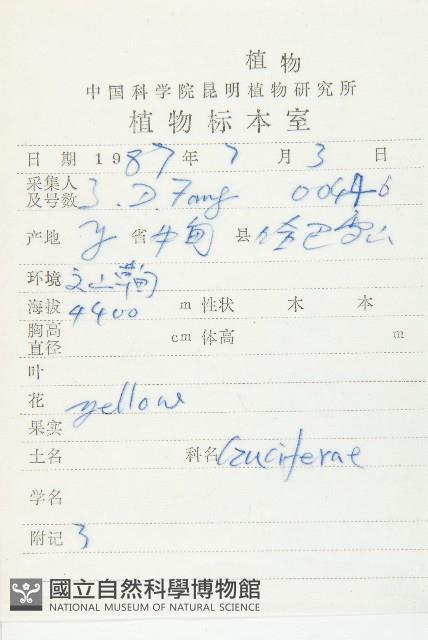 矮喜山葶藶藏品圖，第2張