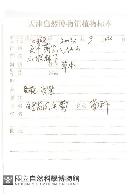 銀背風毛菊藏品圖，第2張