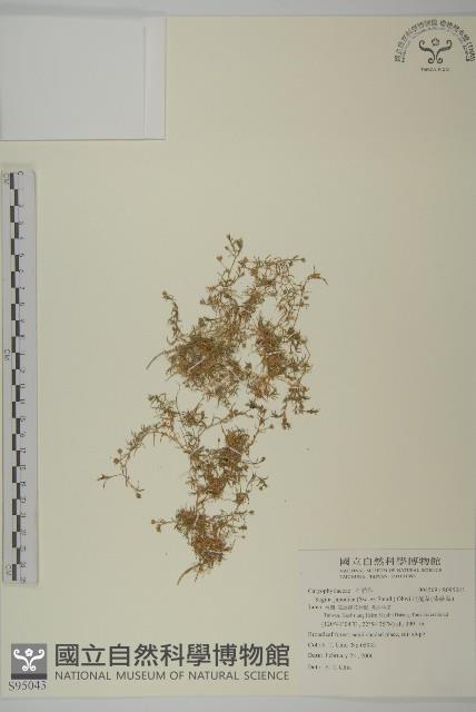 瓜槌草、漆姑草藏品圖，第1張