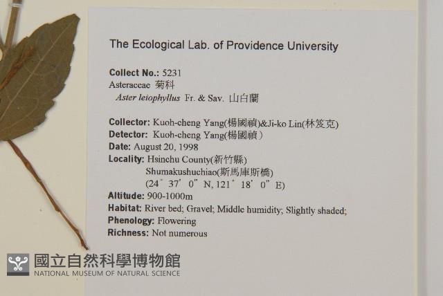 山白蘭藏品圖，第2張