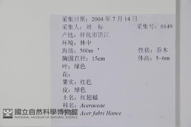 紅翅槭藏品圖，第2張