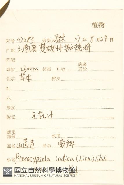 鵝仔草藏品圖，第2張