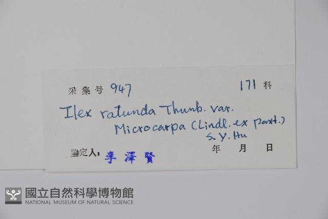 細果鐵冬青藏品圖，第2張