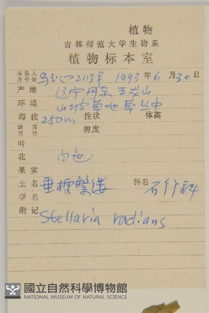 垂梗繁縷藏品圖，第2張