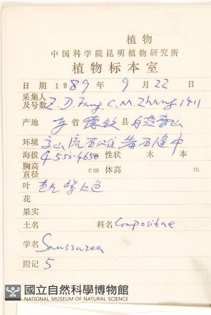 氈毛風毛菊藏品圖，第2張