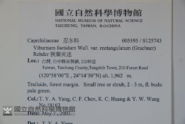 狹葉莢迷藏品圖，第2張