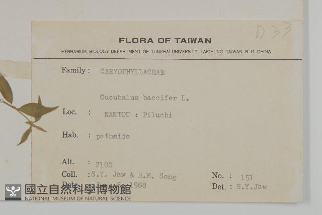 狗筋蔓藏品圖，第2張