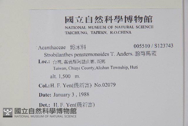 腺萼馬藍藏品圖，第2張