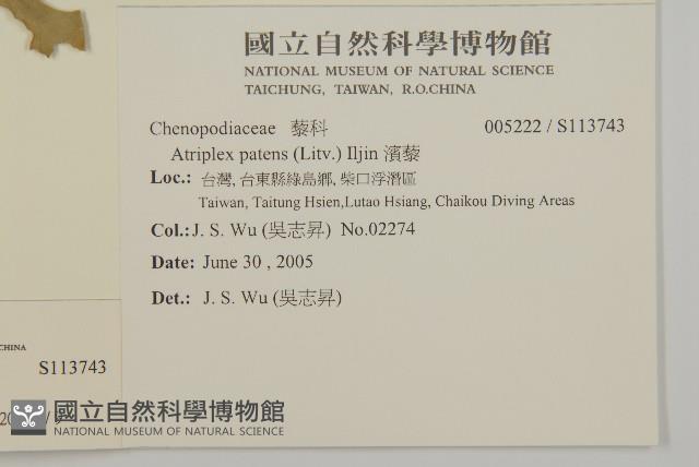 變葉藜藏品圖，第2張