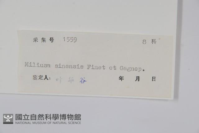 中華野獨活藏品圖，第2張