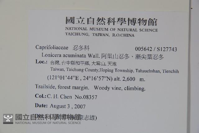 阿里山忍冬、漸尖葉忍冬藏品圖，第2張