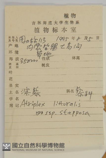 濱藜藏品圖，第2張