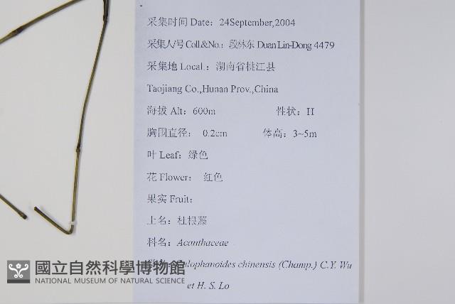 杜根藤藏品圖，第2張