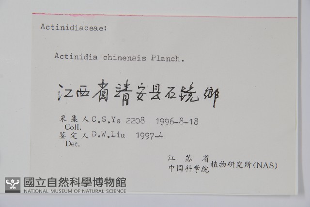 獼猴桃、奇異果藏品圖，第2張