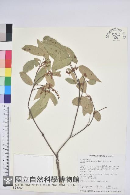 粗糠柴藏品圖，第1張