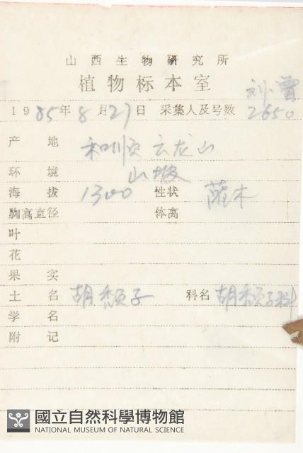 小葉胡頹子藏品圖，第2張