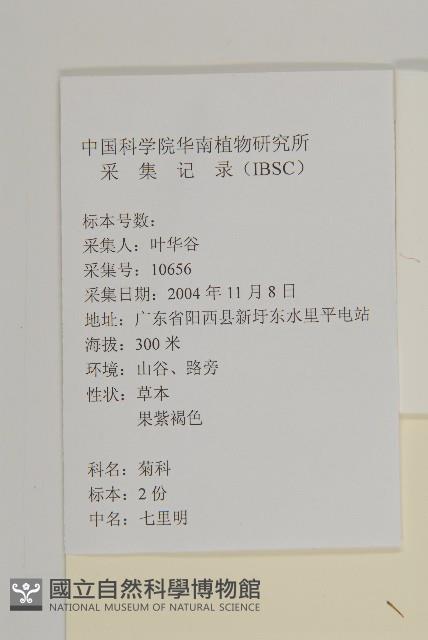 七里明艾納香藏品圖，第2張