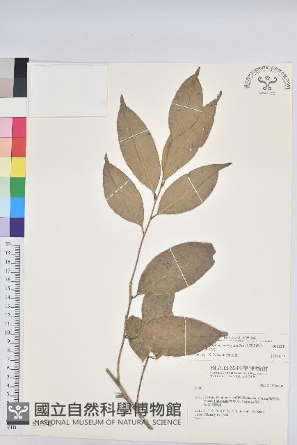 交力坪鐵色藏品圖，第1張