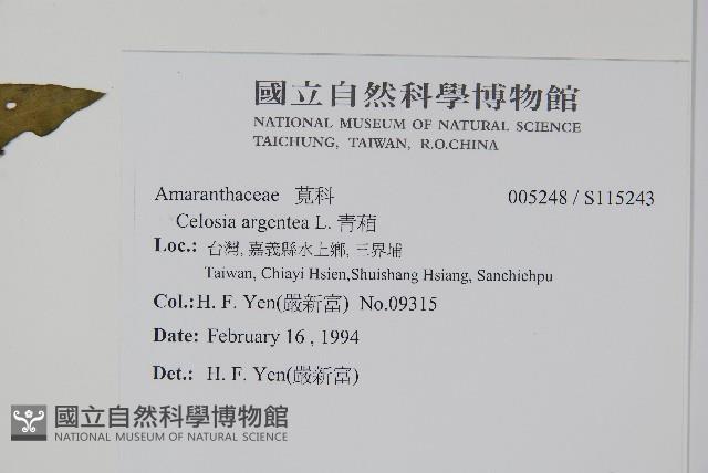 青葙藏品圖，第2張