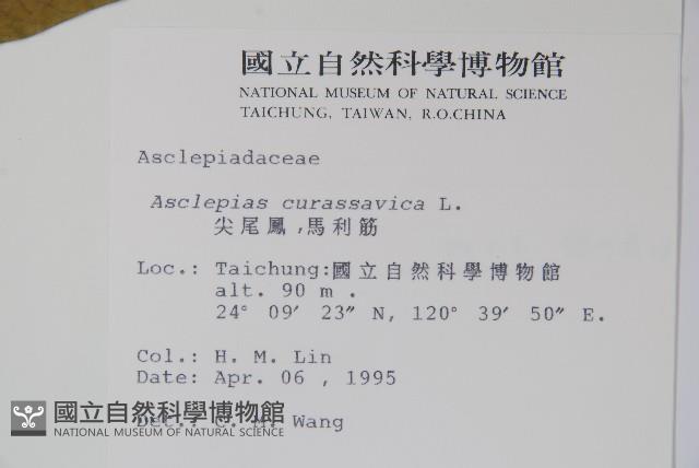 尖尾鳳、馬利筋藏品圖，第2張