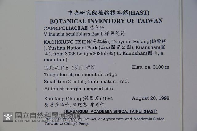 樺葉莢迷、玉山莢迷藏品圖，第2張