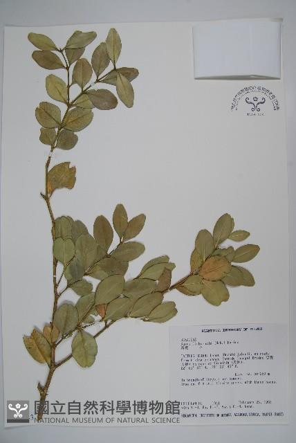 琉球黃楊藏品圖，第1張