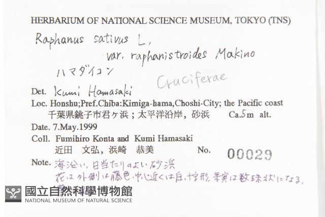 濱萊菔藏品圖，第2張