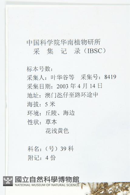 臭濱芥、臭薺藏品圖，第2張