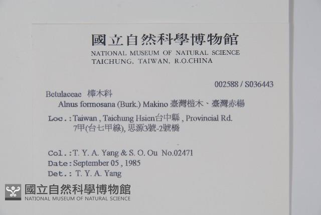臺灣赤楊、臺灣榿木藏品圖，第2張