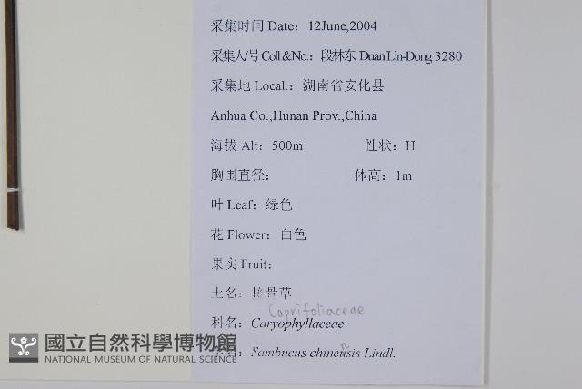 冇骨消藏品圖，第2張