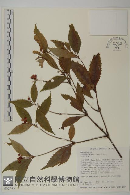 草珊瑚、紅果金粟蘭藏品圖，第1張