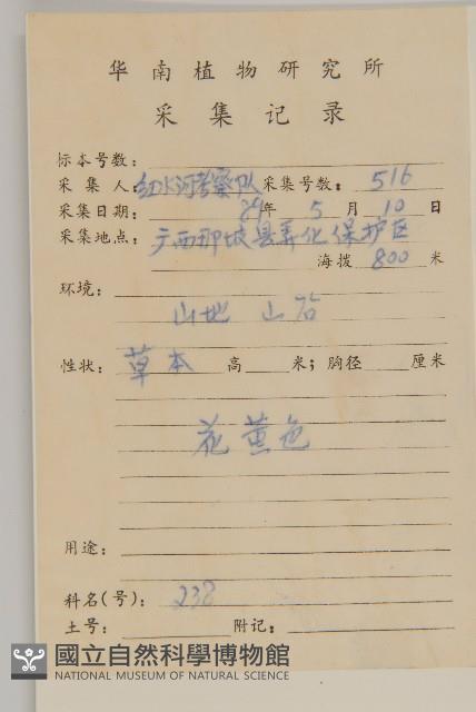 異芒菊藏品圖，第2張