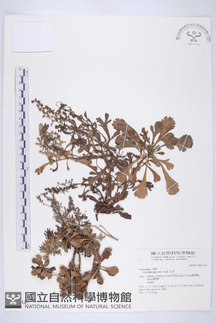 牡蒿藏品圖，第1張