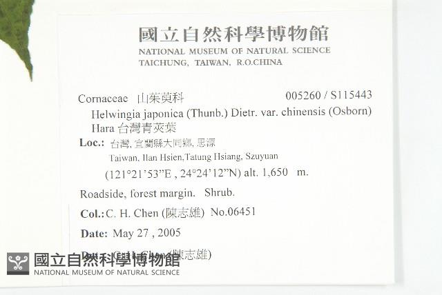 台灣青莢葉藏品圖，第2張