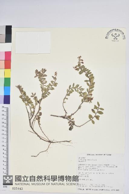 高山白珠樹藏品圖，第1張