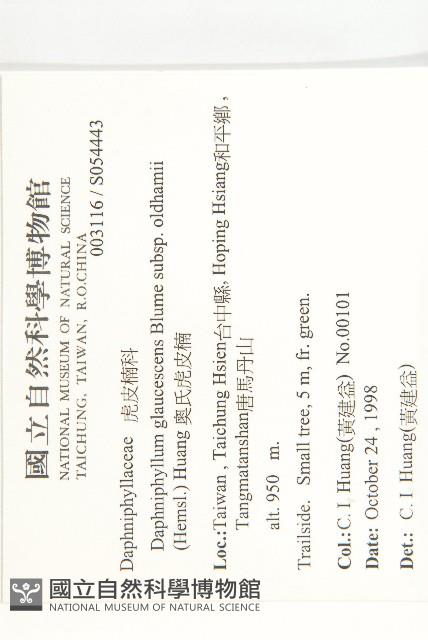 耿氏虎皮楠藏品圖，第2張