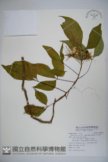 魚木藏品圖，第1張