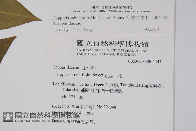 毛瓣蝴蝶木藏品圖，第2張