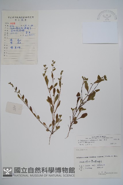 細纍子草藏品圖，第1張