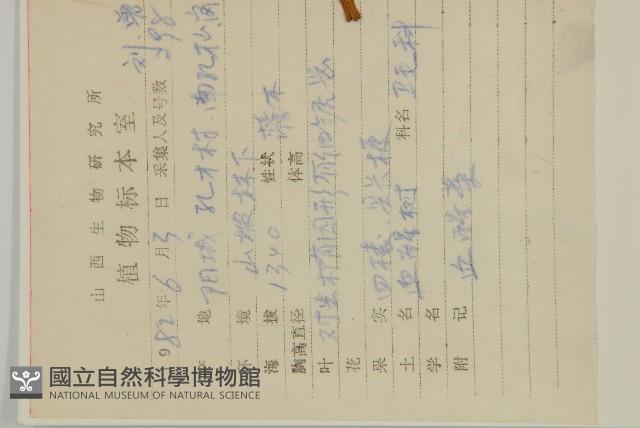 纖齒衛矛藏品圖，第2張