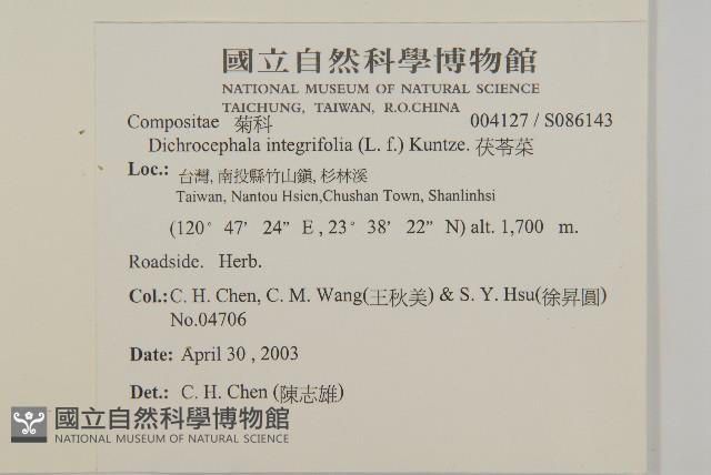 茯苓菜藏品圖，第2張