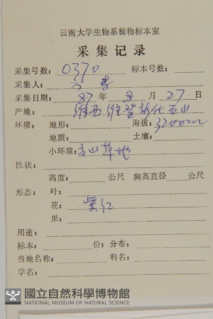 鐘花垂頭菊藏品圖，第2張