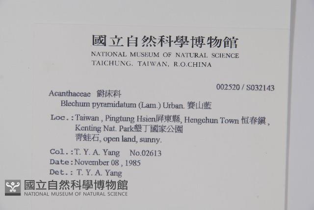 賽山藍藏品圖，第2張