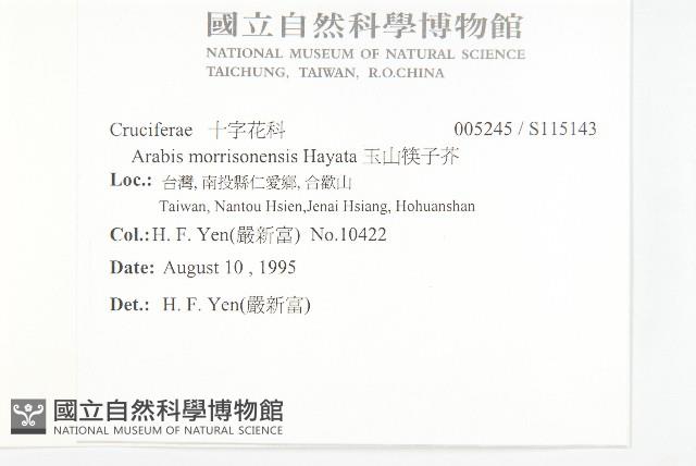 玉山筷子芥藏品圖，第2張