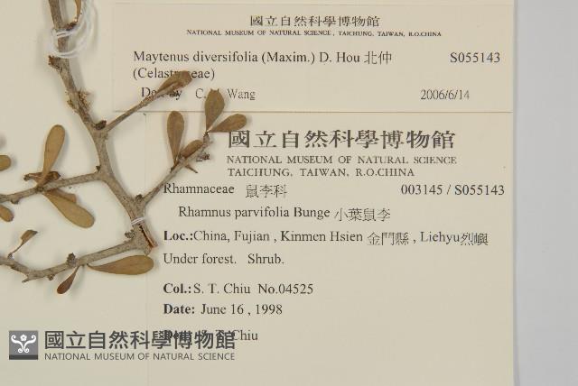 Thorny gymnosporia Collection Image, Figure 2, Total 2 Figures