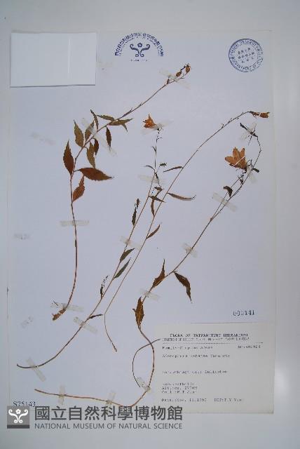 高山沙參藏品圖，第1張