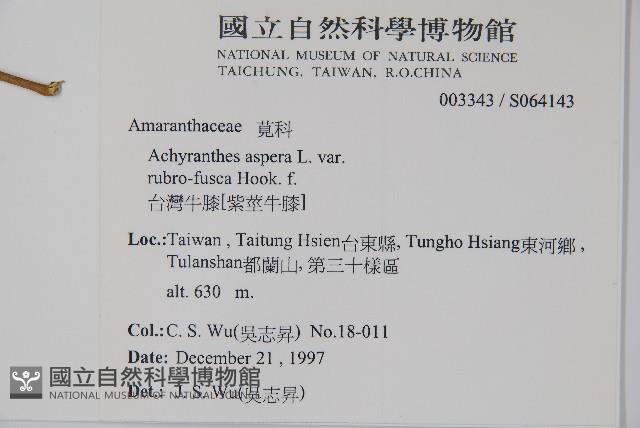 牛膝藏品圖，第2張