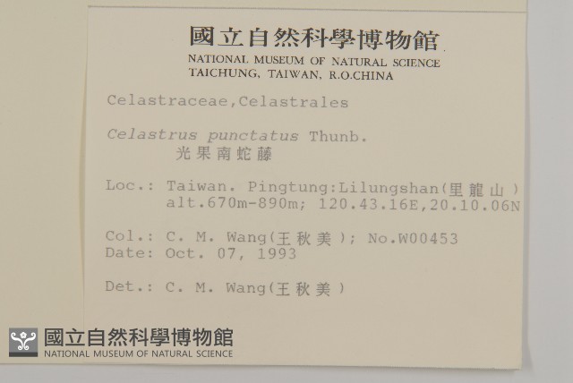 光果南蛇藤藏品圖，第2張