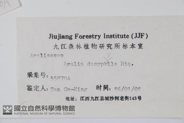 頭序蔥木藏品圖，第2張