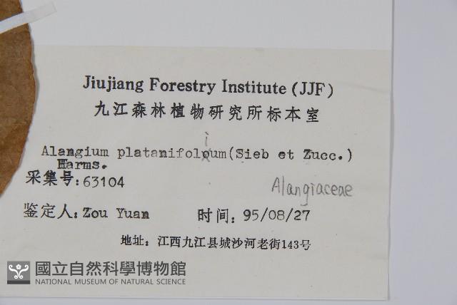 八角楓、瓜木藏品圖，第2張